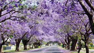 A boulevard of blooming Jacaranda trees. A row of purple Jacaranda trees with purple blooms and black trunks.