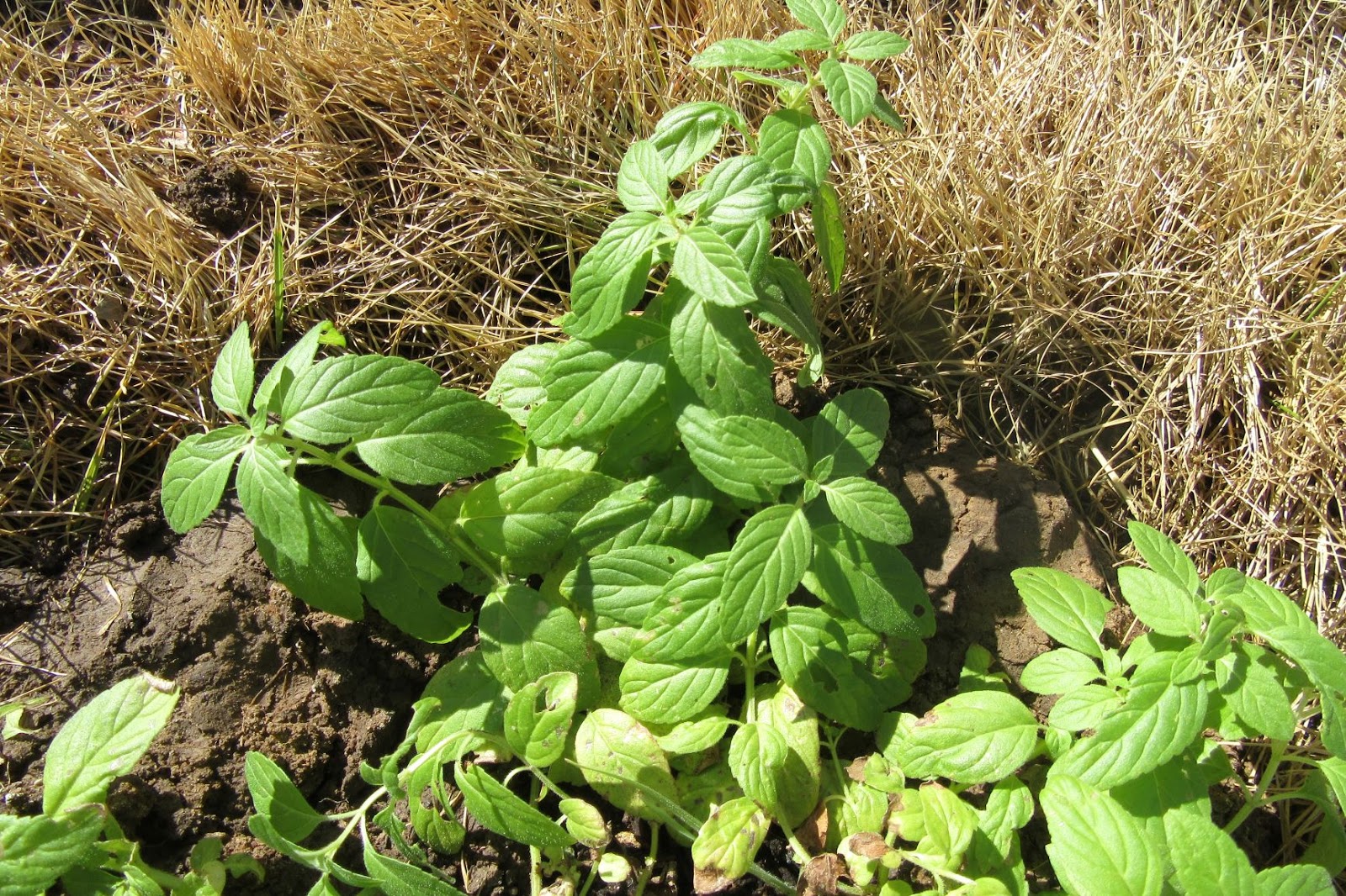 Mother Nature�s Montrose Garden Plant of the Month