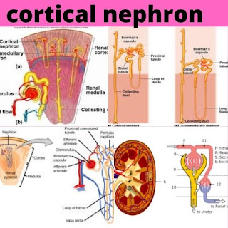 cortical nephron