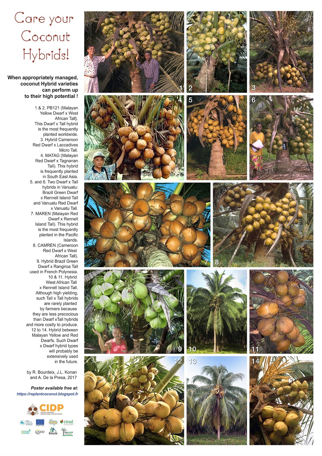 Coconut planting material for the Pacific region High definition