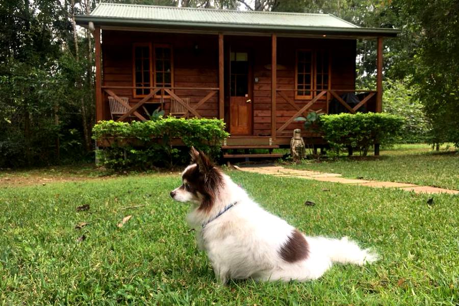 20 of Australia's Best DogFriendly Getaways Australian Dog Lover