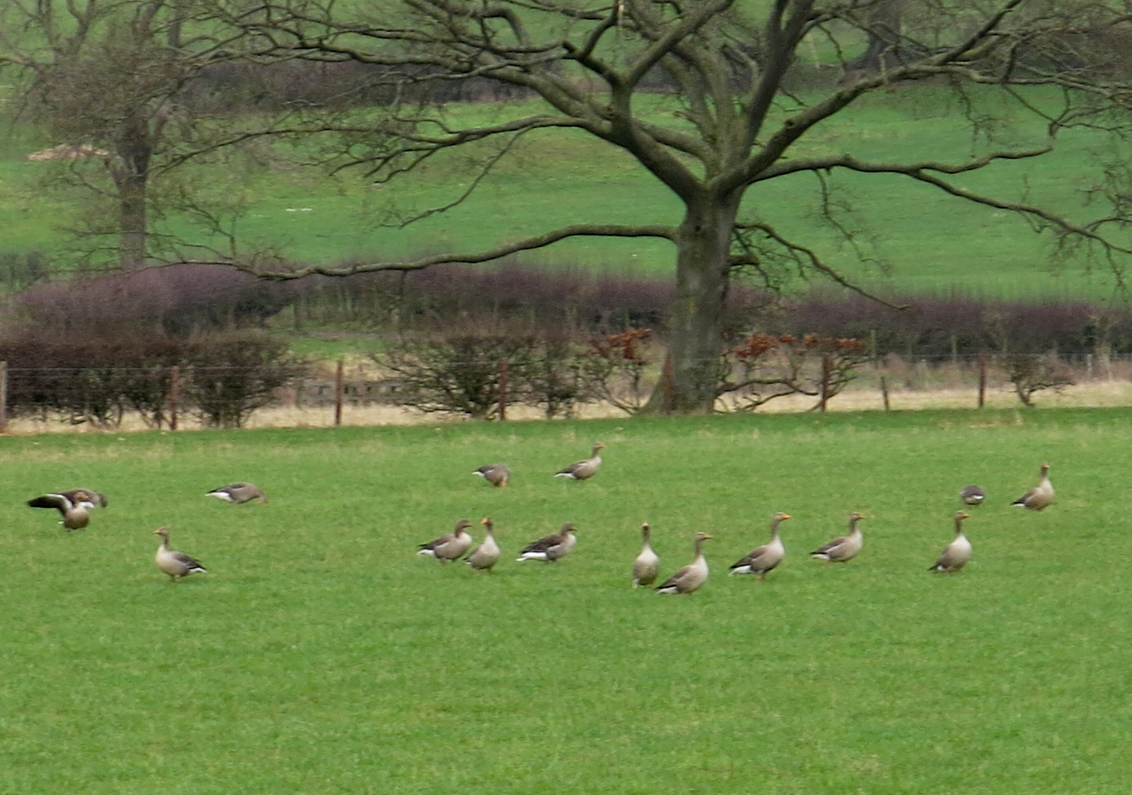 Walking in North Yorkshire Kepwick and Cowesby from Over Silton