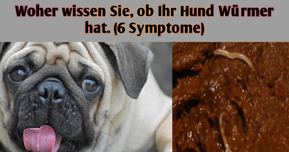 Woher wissen Sie, ob Ihr Hund Würmer hat. (6 Symptome) Hund, Katze und Co