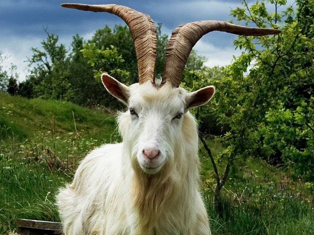 Beautiful Animal Goat Wallpapers HD Desktop Wallpapers free Download