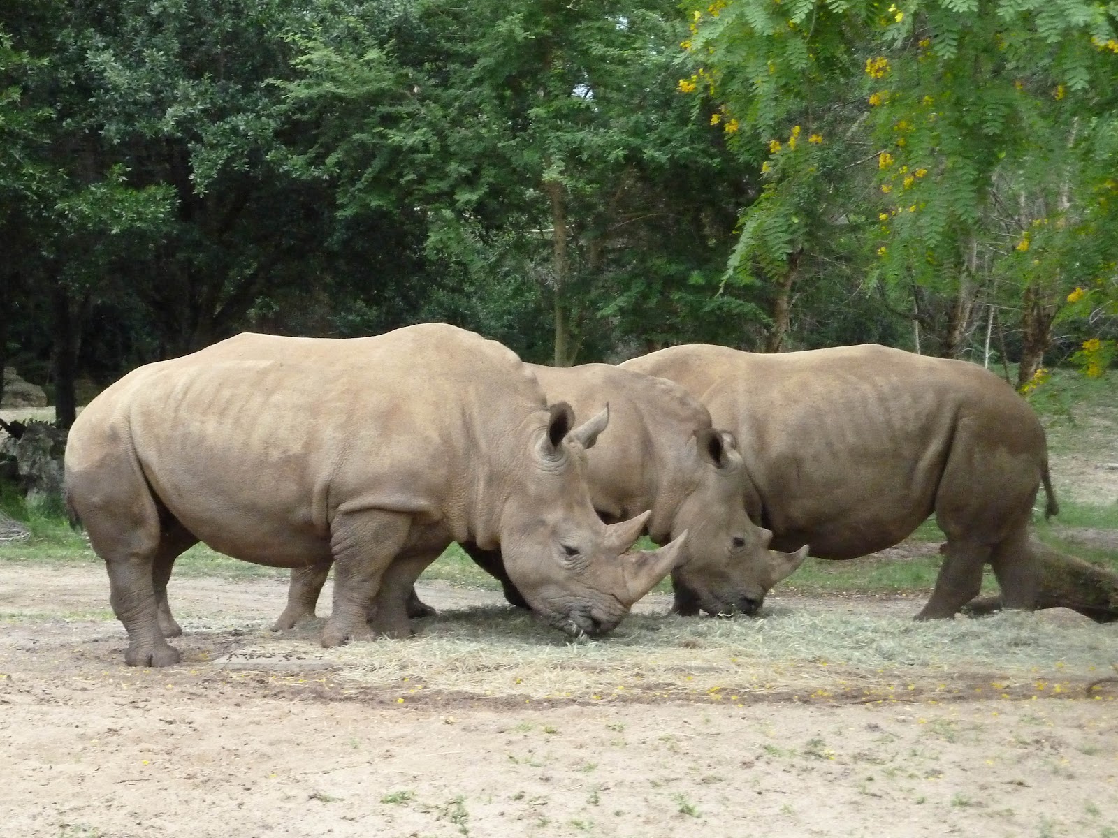 5 Days of Theme Park Schooling-Day 4- Animal Kingdom