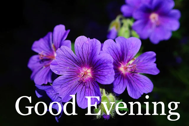Good Evening Pictures Good Evening Pictures