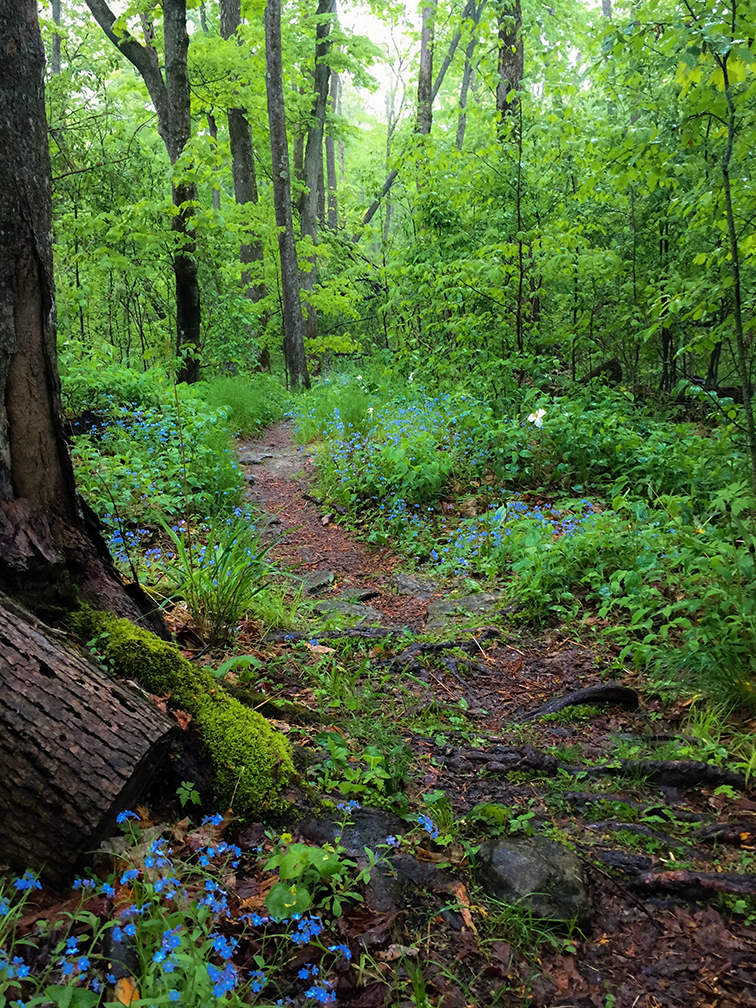 Wisconsin Explorer Hiking Door Bluff Headlands In Door County