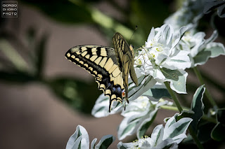 Macaone, Papilio Machaon, farfalla, butterfly, foto Ischia, Natura Ischia, Isola d' Ischia, Crisalide, bruco, livrea colorata, farfalla più grande del mondo, 