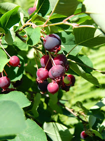 Amelanchier alnifolia Saskatoon berry fruit by garden muses-not another Toronto gardening blog