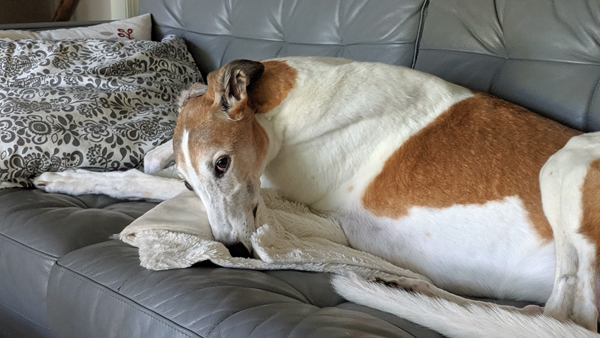 image of Dudley the Greyhound lying on the sofa with his neck craned around, looking at me with a long face while pressing his snout into a blanket