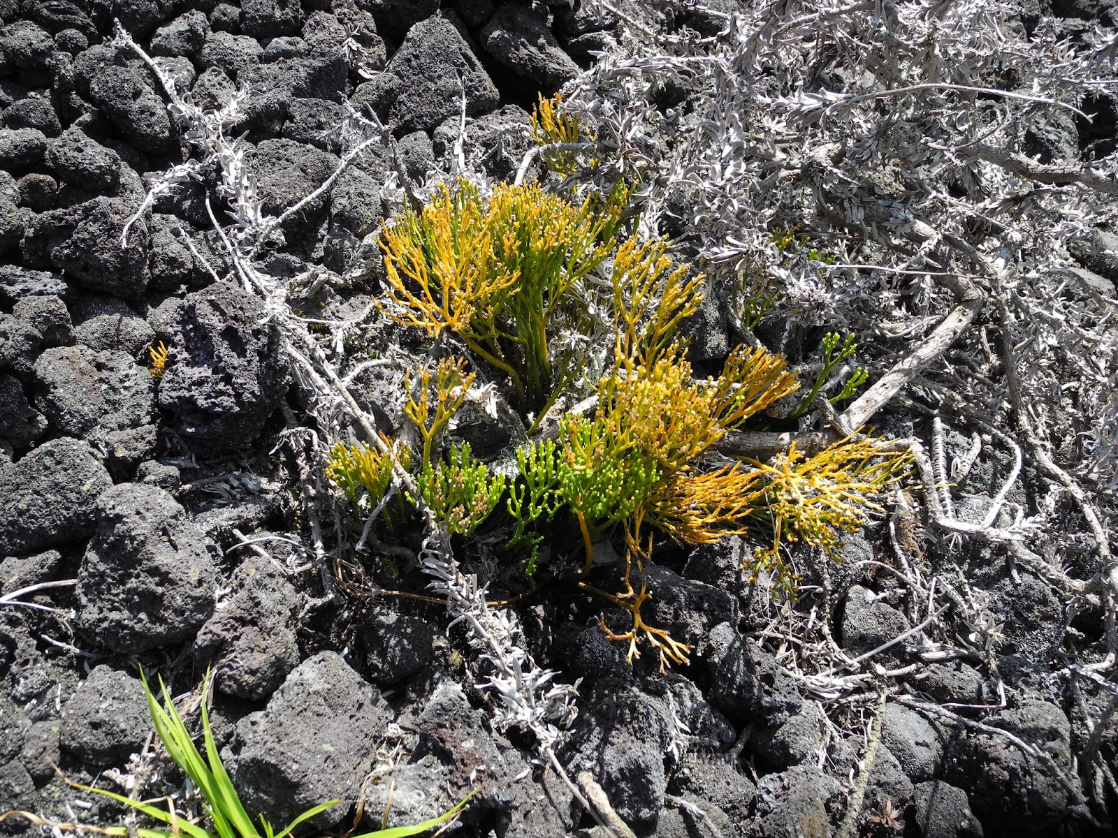 The Phytophactor Pioneer plant or climax community