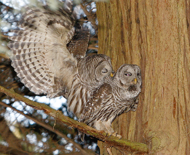 owl mating My HD Animals