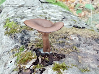 Pseudoclitocybe cyathiformis IMG120056