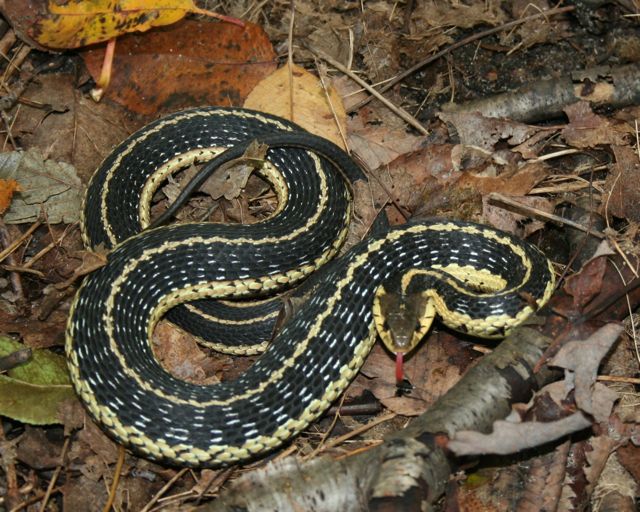 Reflections from Crumbly Acres: Snakes in Ontario