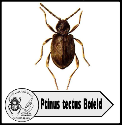 الخنفساء العنكبوتية الأسترالية: Ptinus tectus Boield,