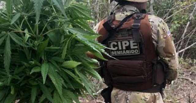 Polícia Militar erradica cerca de 40 mil pés de maconha em Xique-Xique