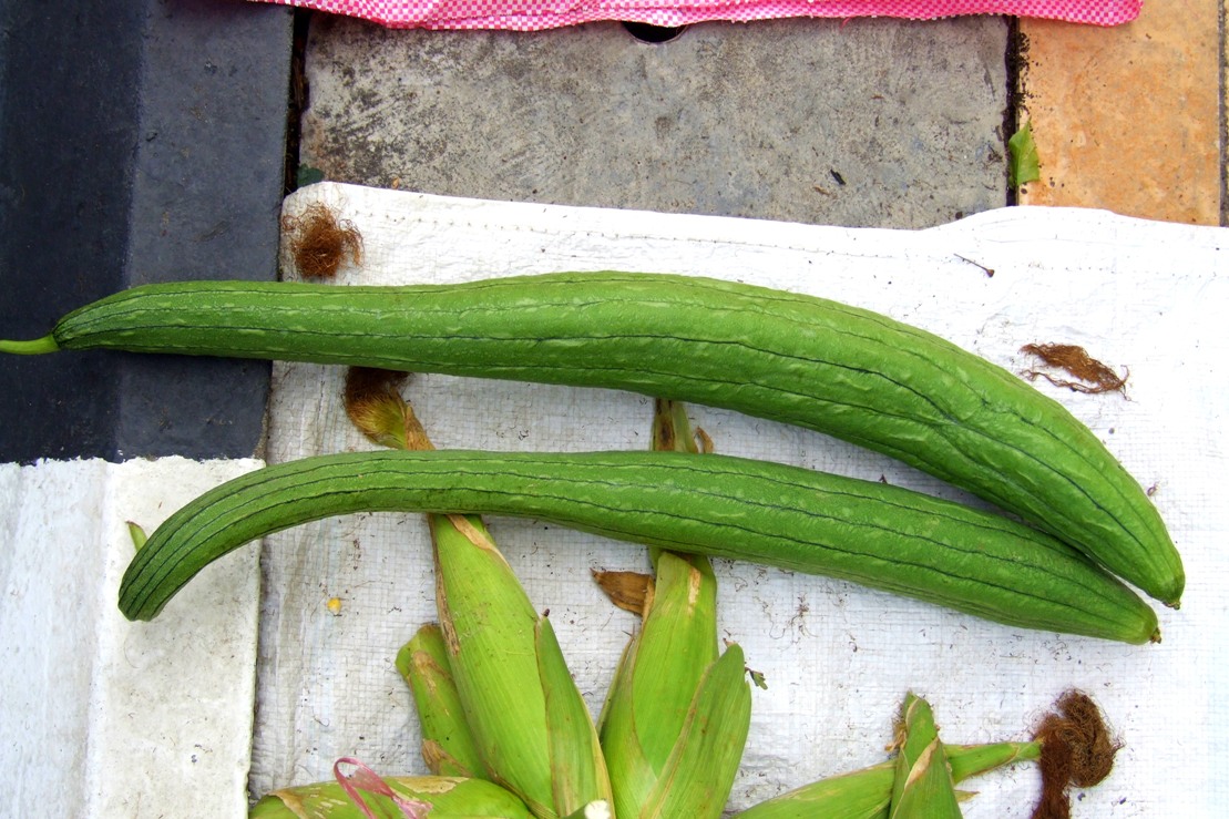 Borneo Island, Awaken To A Different World Sponge Gourd