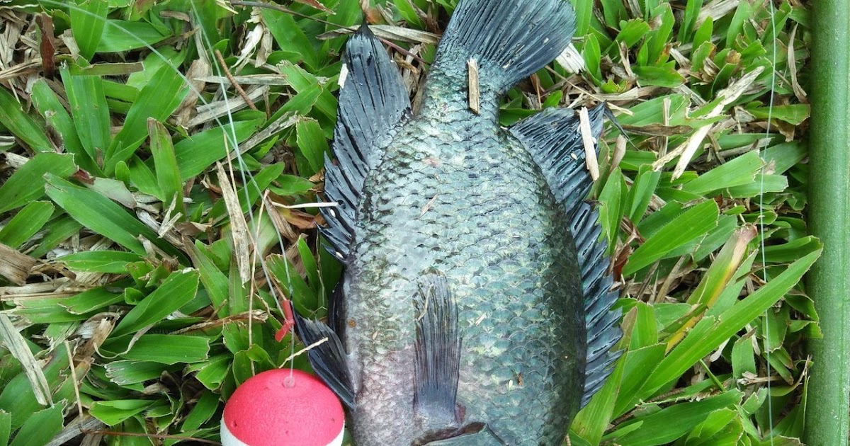 Mimpi Mancing Ikan Mujair Akan Bertemu Orang Jauh - Primbon88