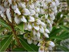 Pieris Japonica