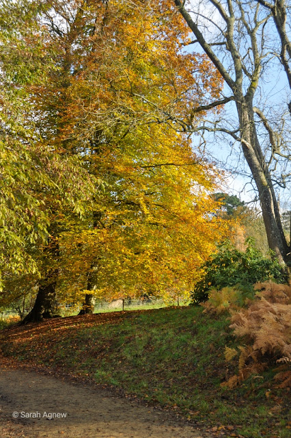 Autumn colours at Wakehurst in Sussex, photos by Sarah Agnew Modernbricabrac