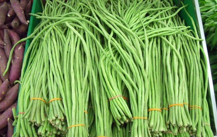 15 Tanaman Yang Menguntungkan Mudah Ditanam Cepat Berhasil Investasi Untung