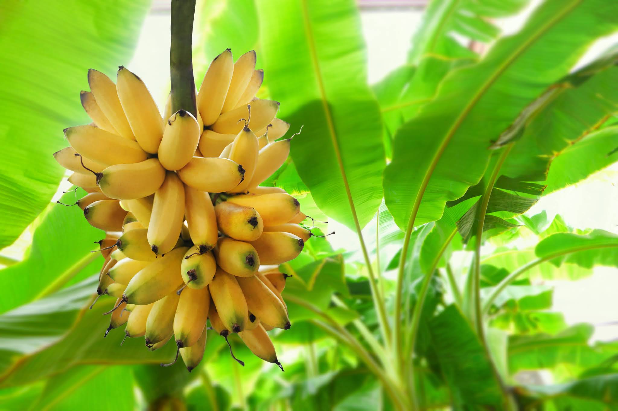 reduce acidity problem naturally at home by Bananas reduce acidity problem naturally at home by Bananas