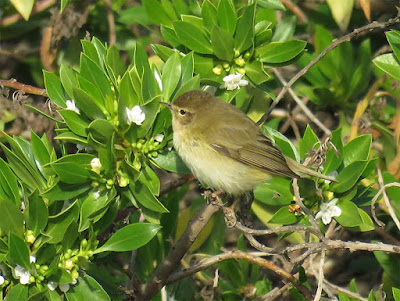 Mosquiter ibèric (Phylloscopus ibericus)