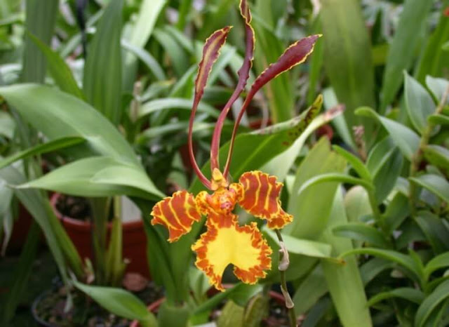 Gambar Bunga Anggrek Pshycopsis