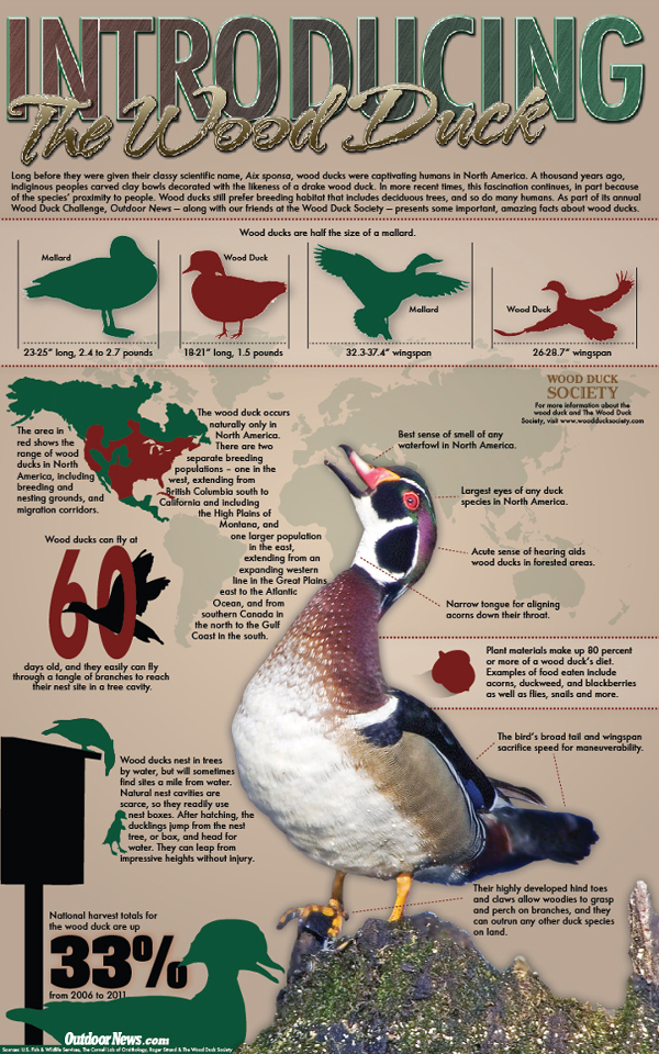 Survival Smarts The Wood Duck [Infographic]