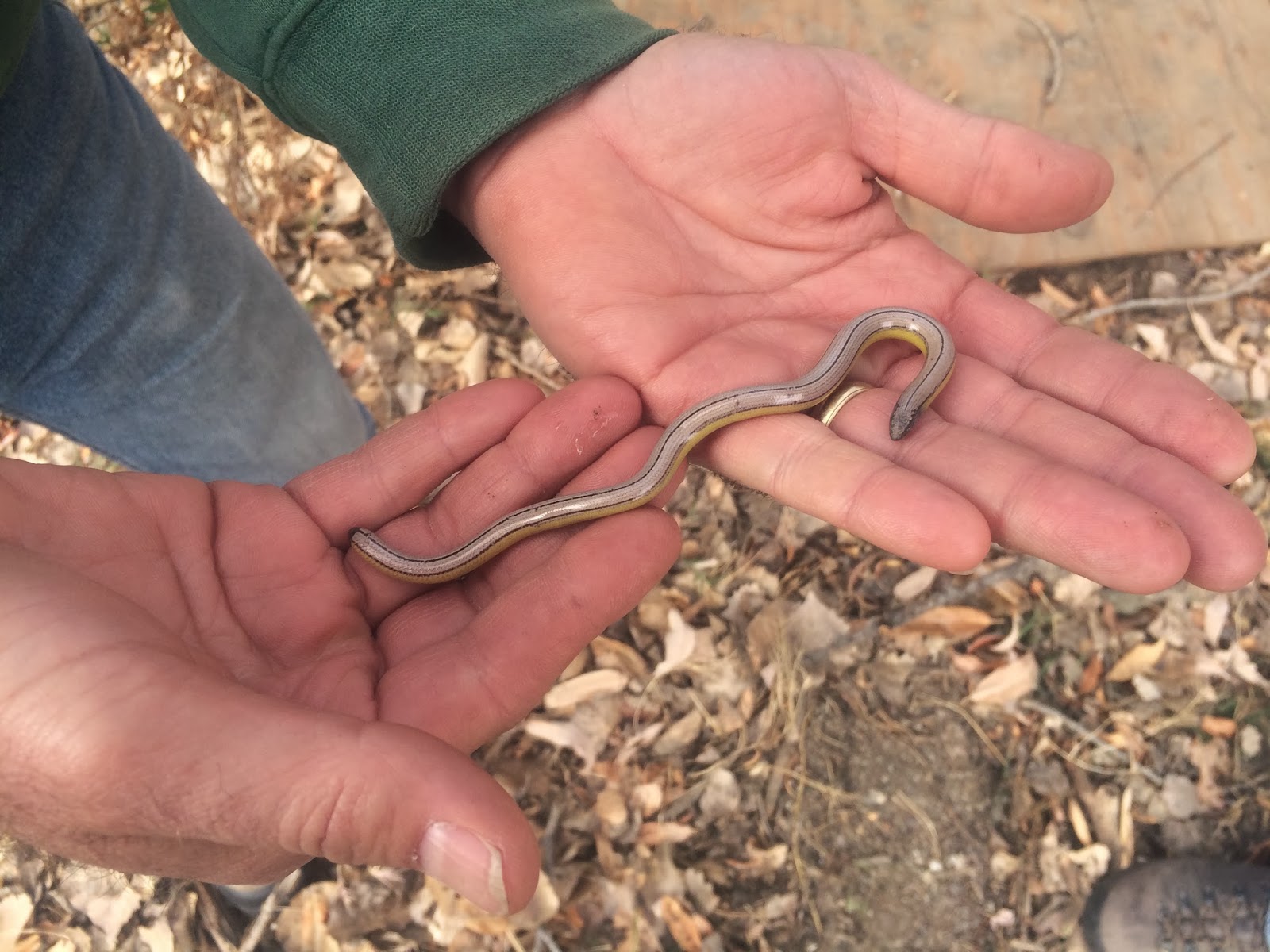 Tejon Ranch Conservancy Blog Wildlife Wednesday Legless Lizards!