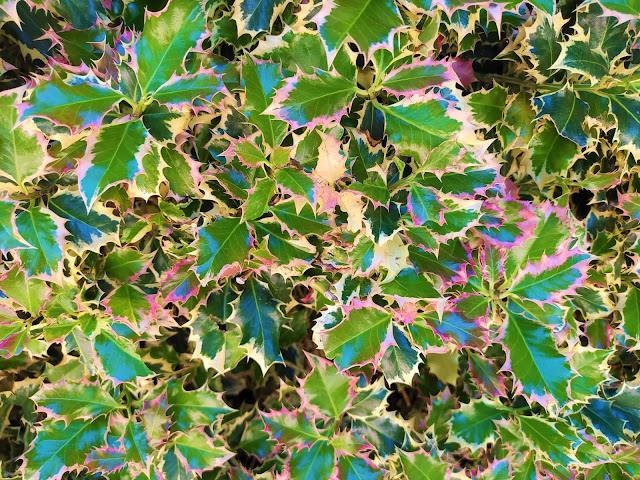 Acebo variegado (Ilex aquifolium "Aureomarginata").