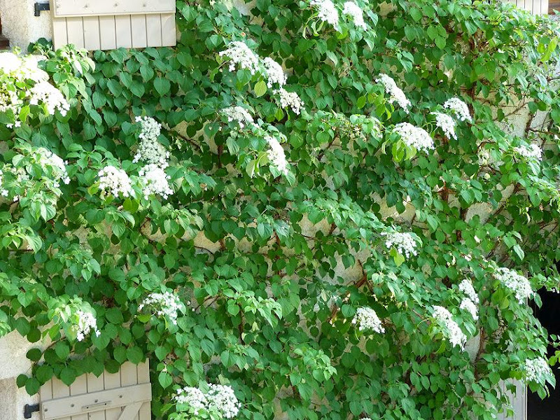 Hydrangea Grimpant Ombre