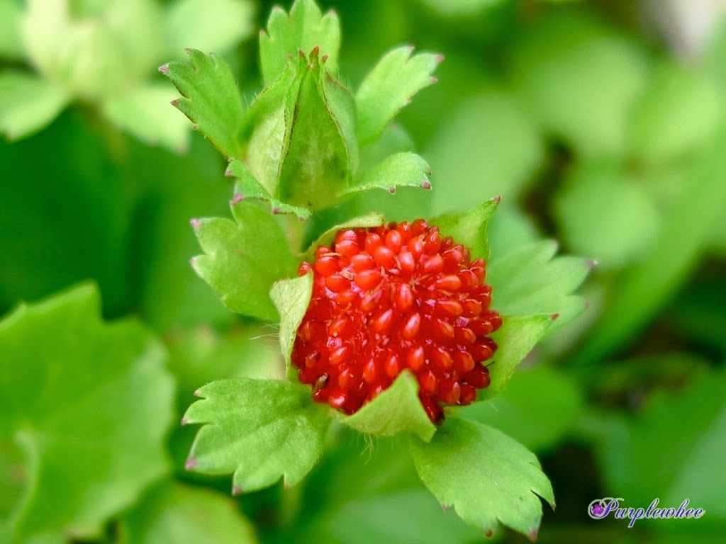 薇薇花园 蛇莓花
