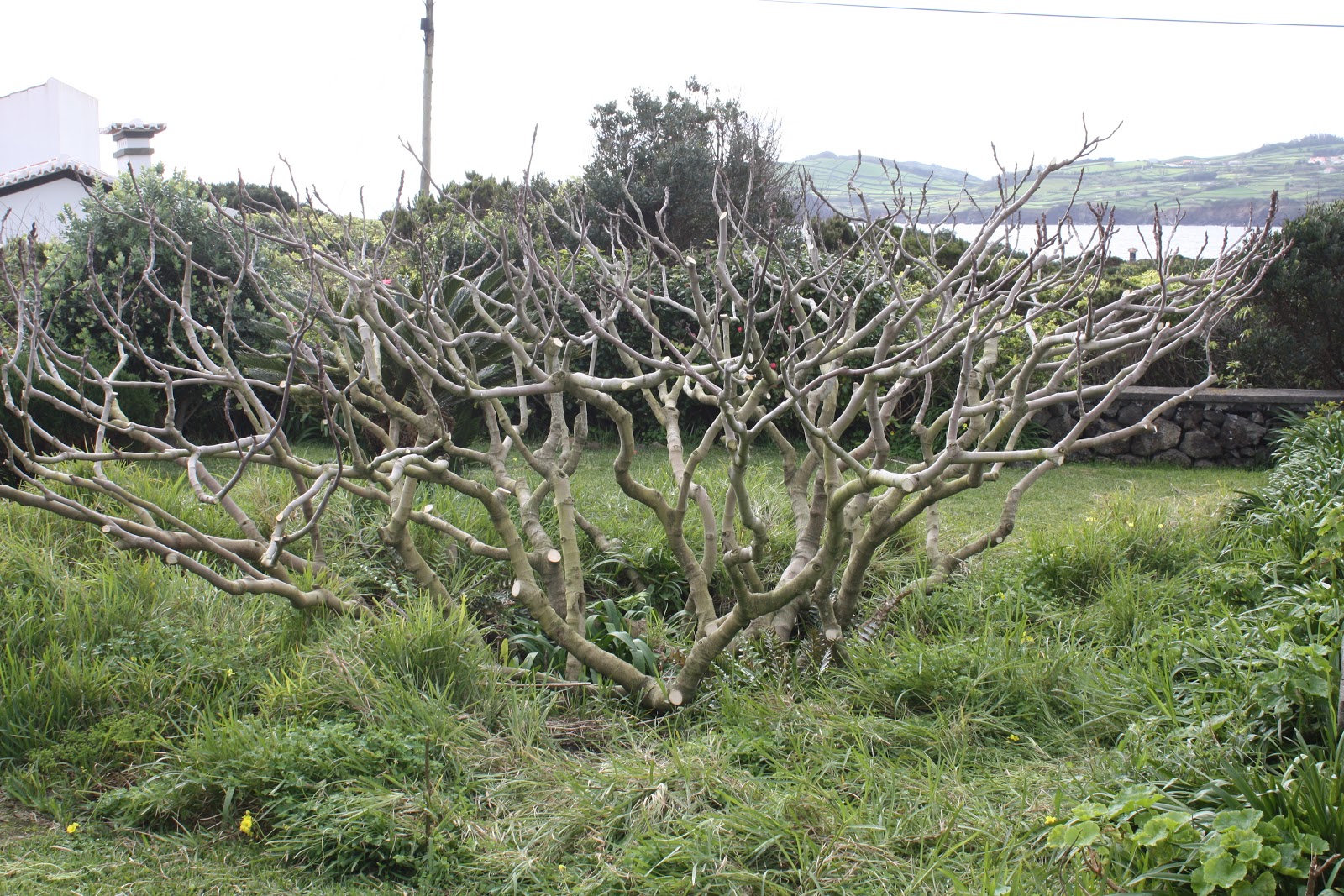 Temperate Permaculture: Pruning the Fig Tree... wood for and heat!