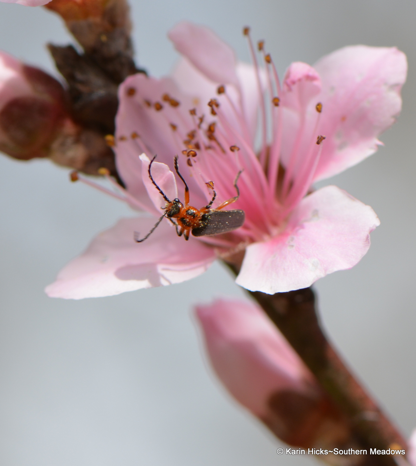 Buds, Bees, Butterflies and Blueberries