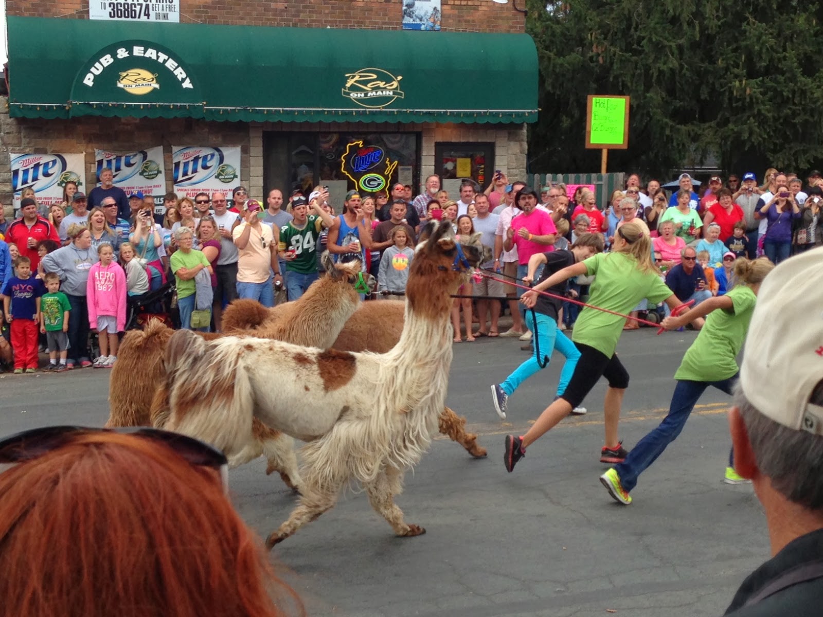You Care What We Think: 17th Annual Running of the Llamas – Hammond, WI