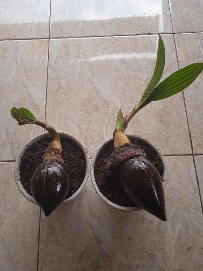 Bonsai kelapa Bonsai kelapa minion Bibit bonsai kelapa Bonsai kelapa gading Sumatra Selatan