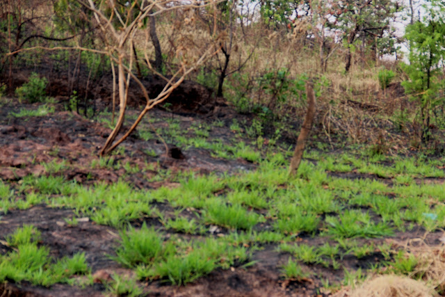 Rebrota da vegetação rasteira poucos dias após a queimada