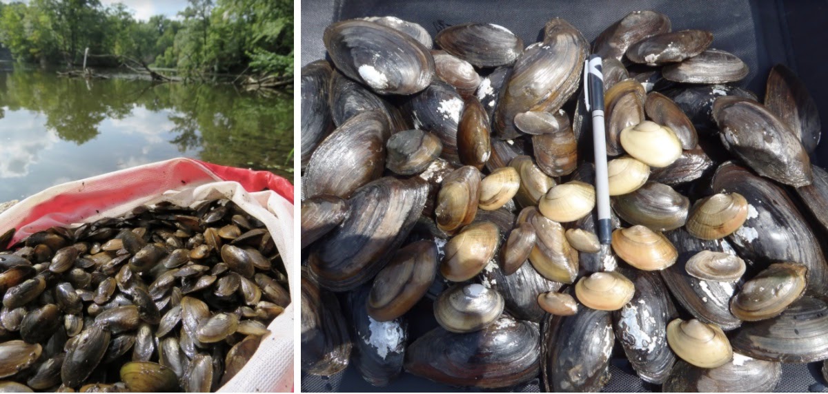 PA Environment Digest Blog CBF Freshwater Mussels Could Help Clean Up