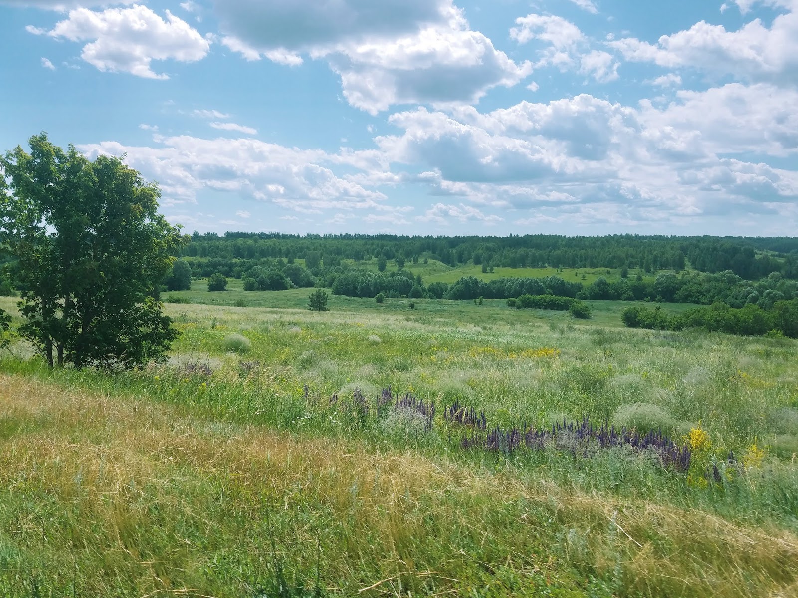 чудное приволье. вижу чудное приволье. чудное приволье. чудное приволье россии. стих это русское раздолье это родина моя.