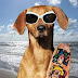 dog with glasses beautiful pictures