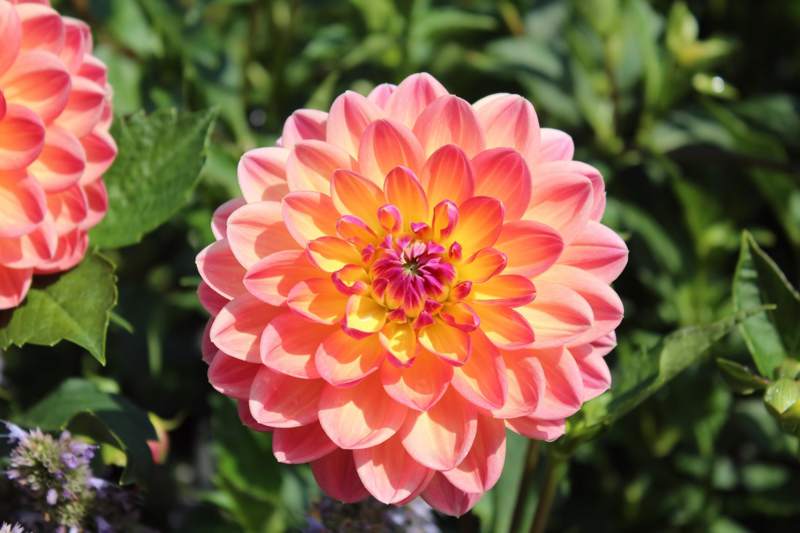 Blue Bans Lateblooming flowers worth the wait for your garden