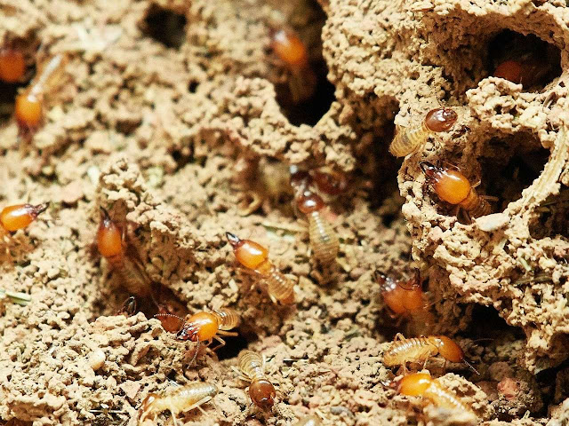 Cara mengusir semut di lemari pakaian