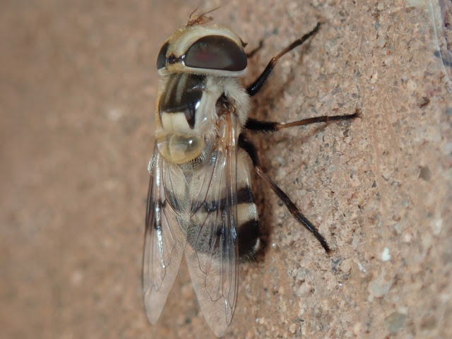 Copestylum apiciferum Copestylum apiciferum
