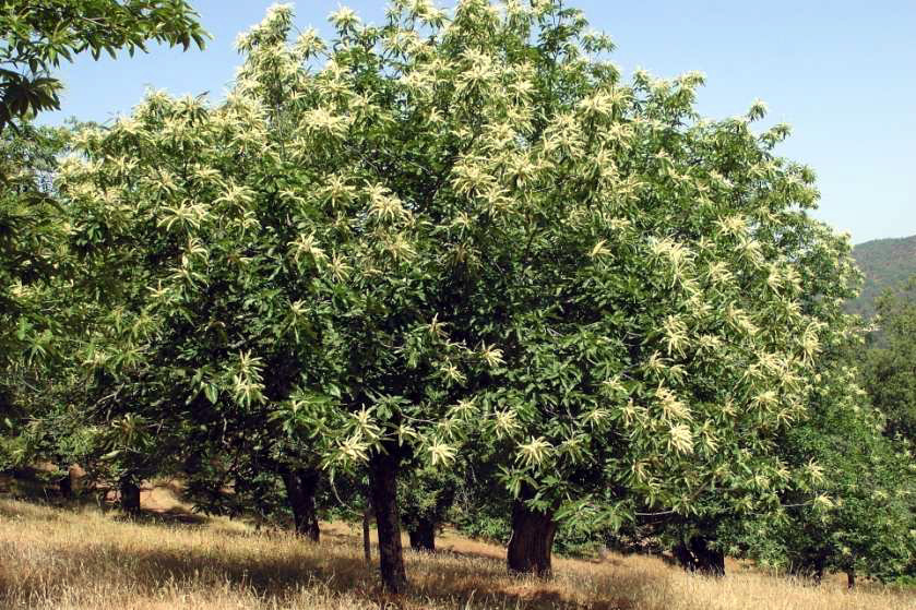 Resultado de imagen de arbol castaño