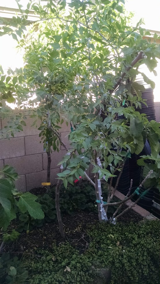 Desert Valley Orchard Coco Jujube