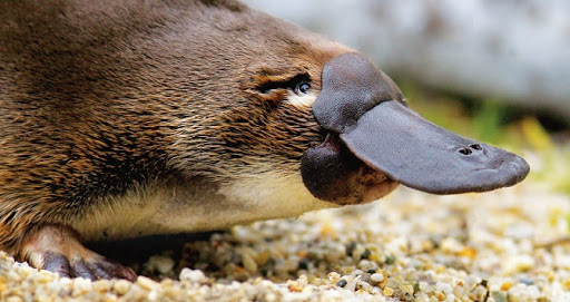 platypus te rapa