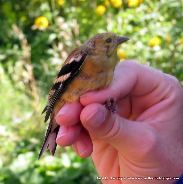 The First Weekend of Fall Bird Banding at SpruceHaven and a Visit by