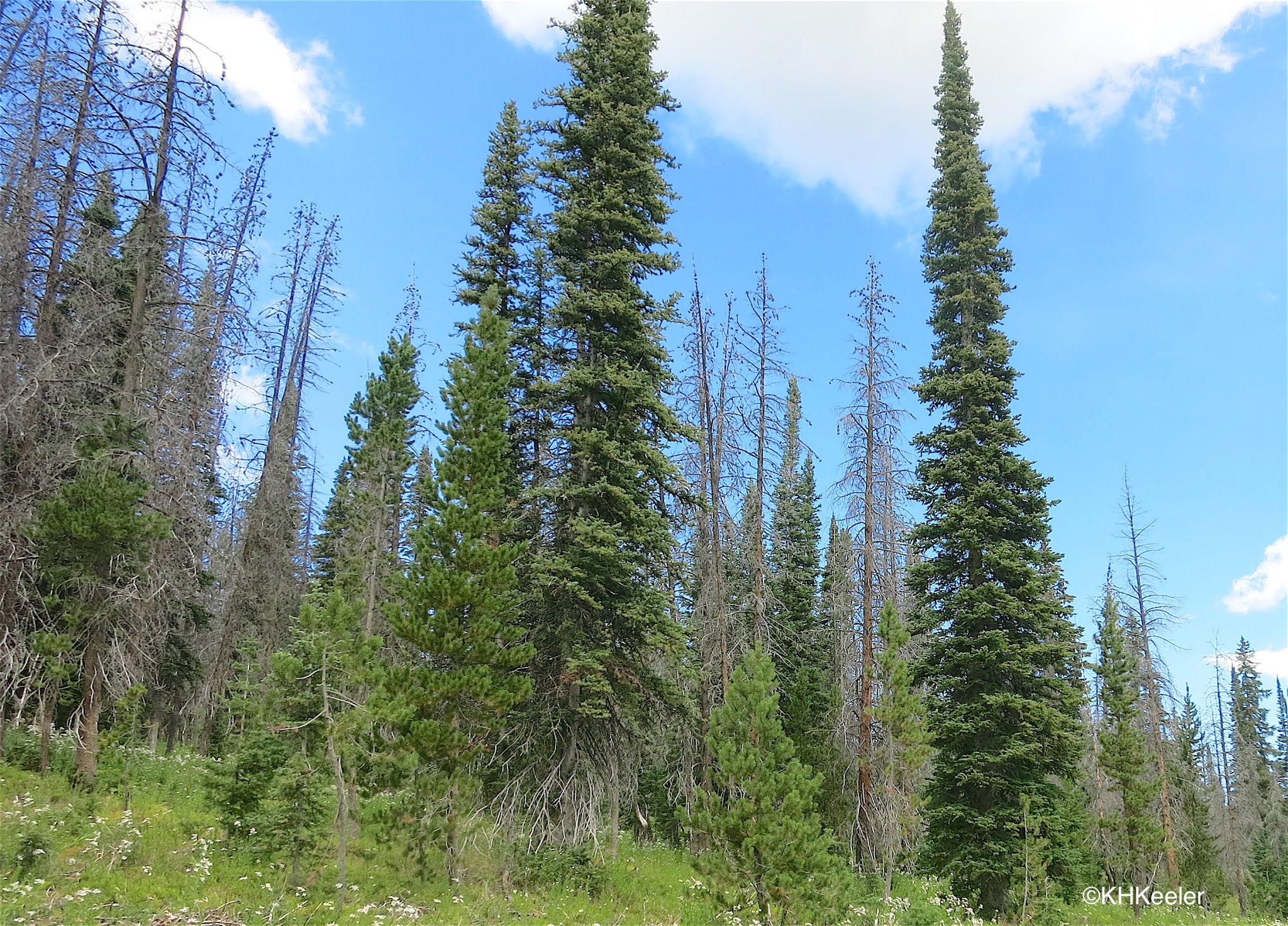 A Wandering Botanist Messy Forests