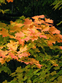 Sugar maple Acer saccharum autumn foliage by garden muses-not another Toronto gardening blog